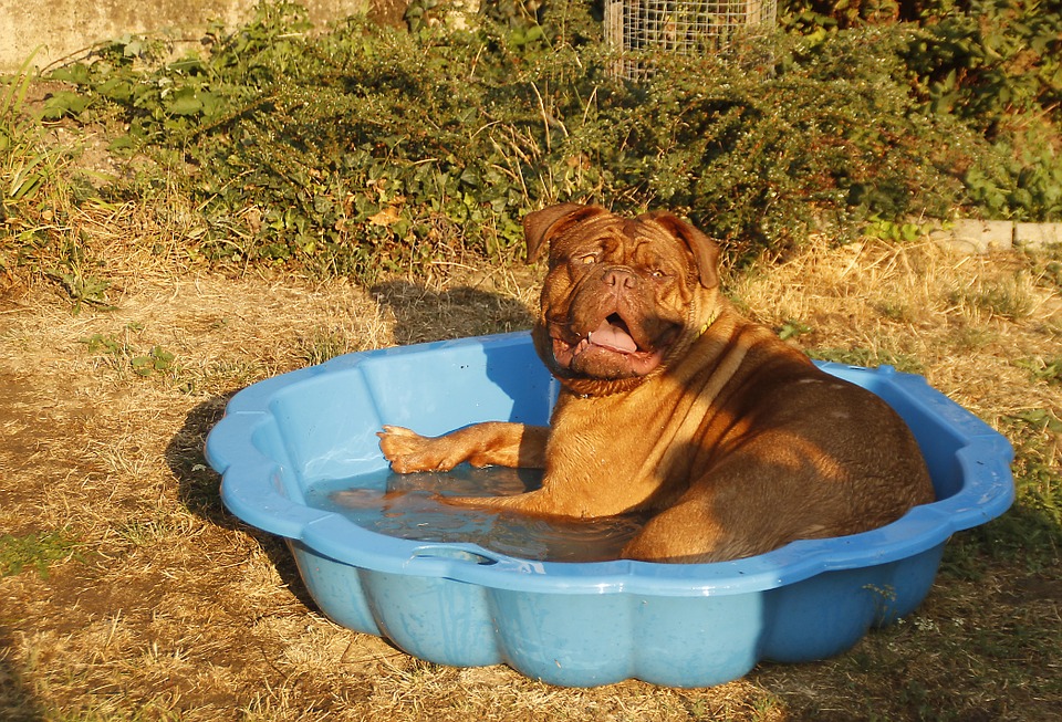 dog